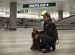 malpensa guardia di finanza cane antidroga