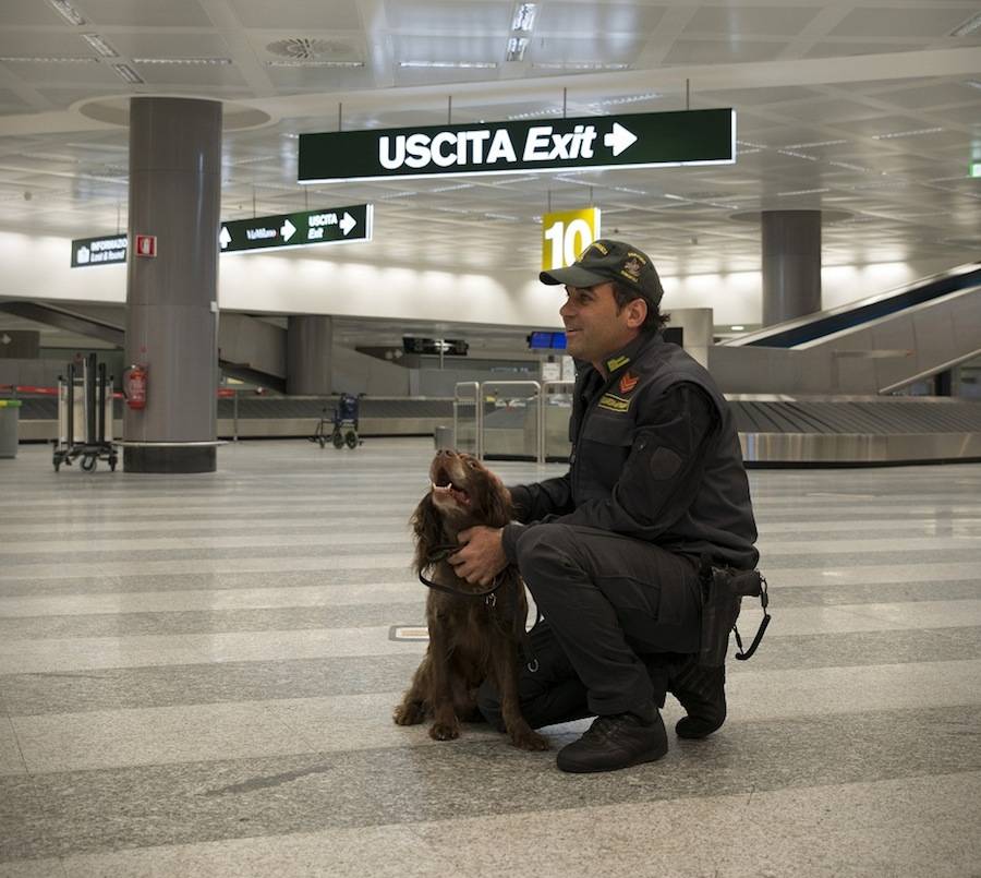 malpensa guardia di finanza cane antidroga