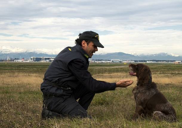 malpensa guardia di finanza cane antidroga