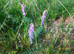 Natura di Teresio Colombo