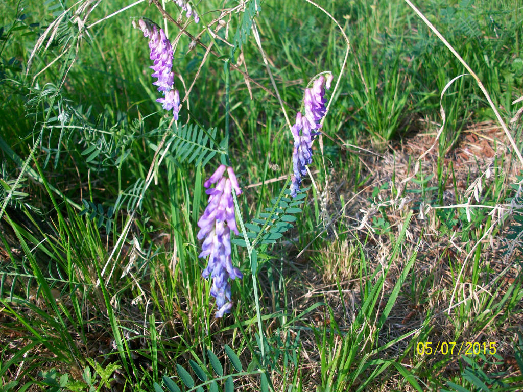 Natura di Teresio Colombo 