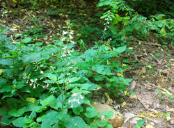 Natura di Teresio Colombo