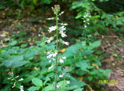 Natura di Teresio Colombo