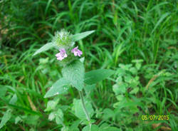 Natura di Teresio Colombo