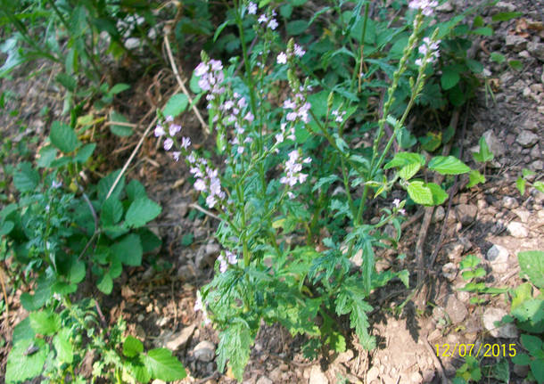 Natura di Teresio Colombo 