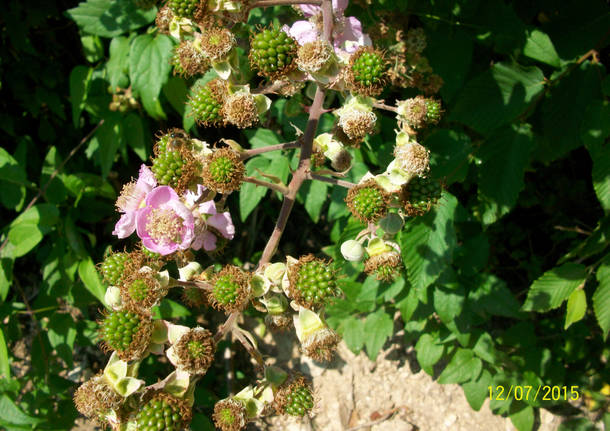 Natura di Teresio Colombo 