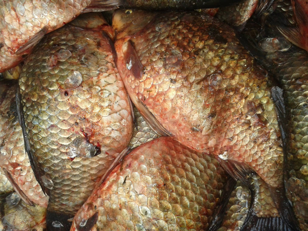 nucleo faunistico polizia provinciale fontanelle