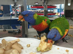 Pappagalli in Aermacchi