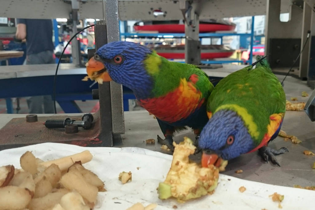 Pappagalli in Aermacchi