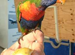 Pappagalli in Aermacchi