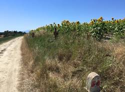 Via Francigena, dodicesima tappa: da Siena a Ponte d'Arbia