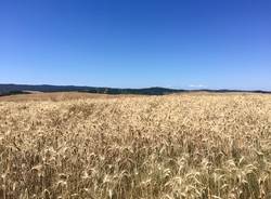 Via Francigena, dodicesima tappa: da Siena a Ponte d'Arbia