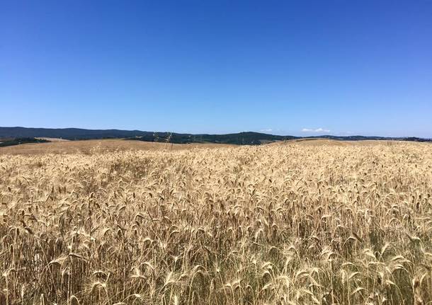 Via Francigena, dodicesima tappa: da Siena a Ponte d'Arbia