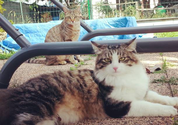 Leo e Birba