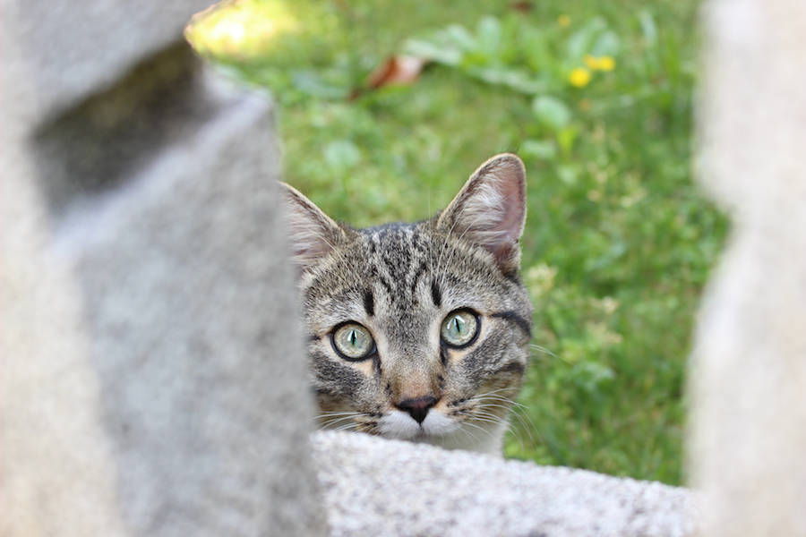 Caricamento temporaneo per contributo rcvu742k8w