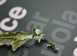 Come nasce una farfalla