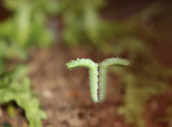 Come nasce una farfalla