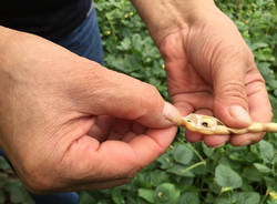 Fagioli di Brebbia