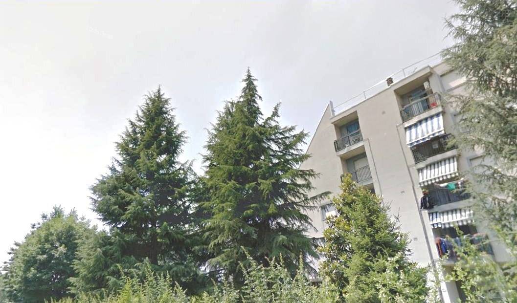 I pini abbattuti di via Giuseppe di Vittorio