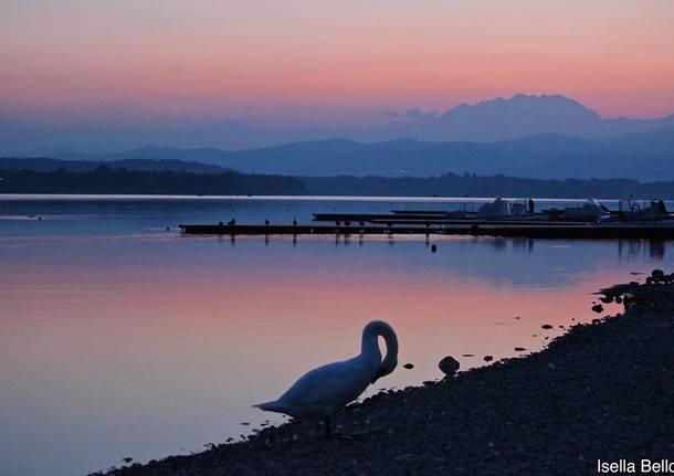 il cigno e il lago