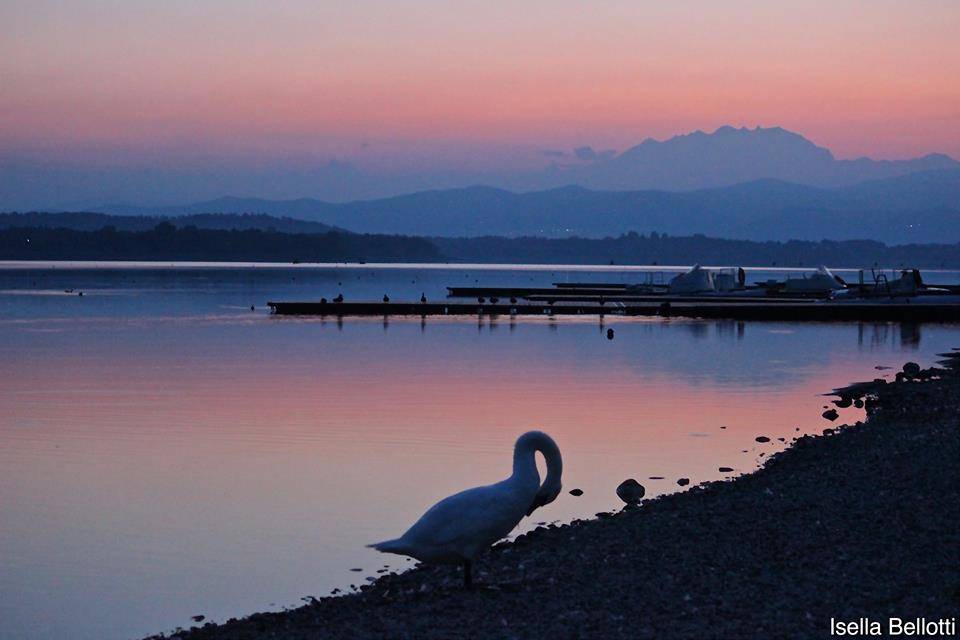 il cigno e il lago
