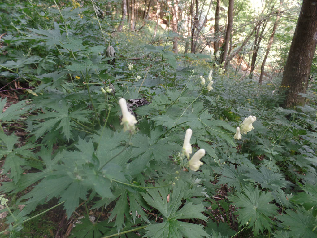Il digitale e la Belladonna
