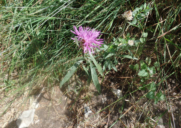 Il digitale e la Belladonna