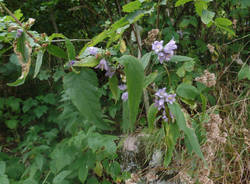 Il digitale e la Belladonna