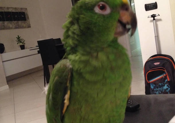 Ho perso il mio pappagallo