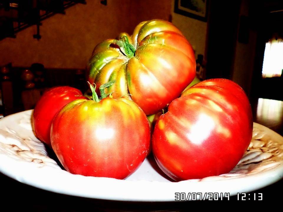 Pomodori da record