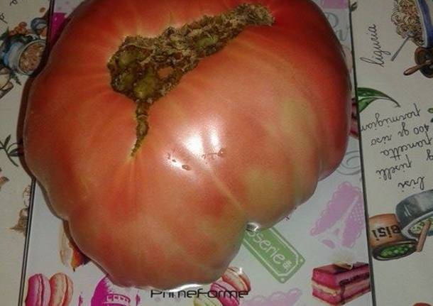 pomodoro gigante