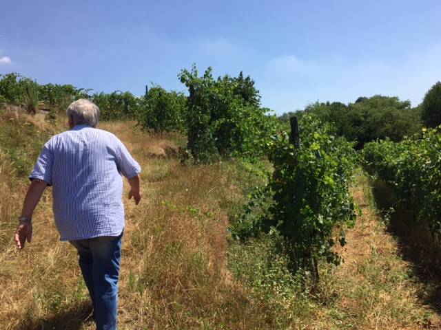 vino dei ronchi varesini