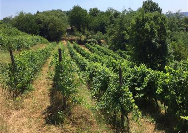 vino dei ronchi varesini