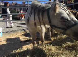 agri varese 20 settembre animali