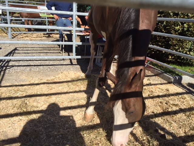 agri varese 20 settembre animali