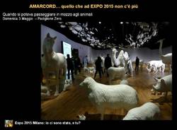 amarcord expo