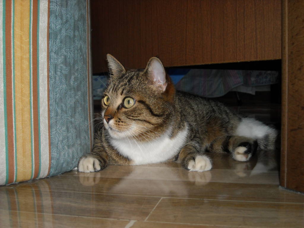 SMARRITO GATTO