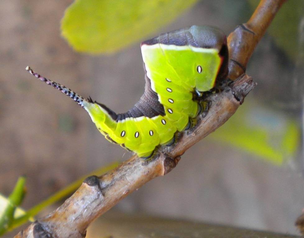 Un\' Oasi a casa nostra: corso di Introduzione al Wildlife Gardening