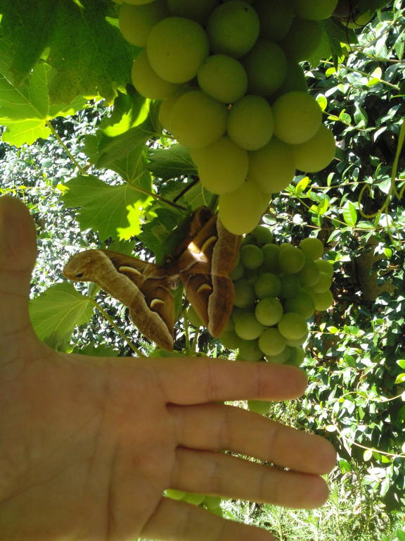 Falena Bombice dell’Ailanto