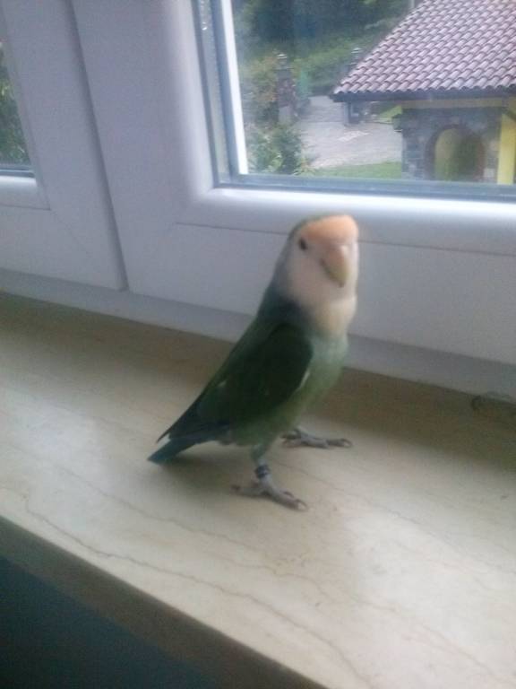 smarrito piccolo inseparabile in zona Santa Caterina