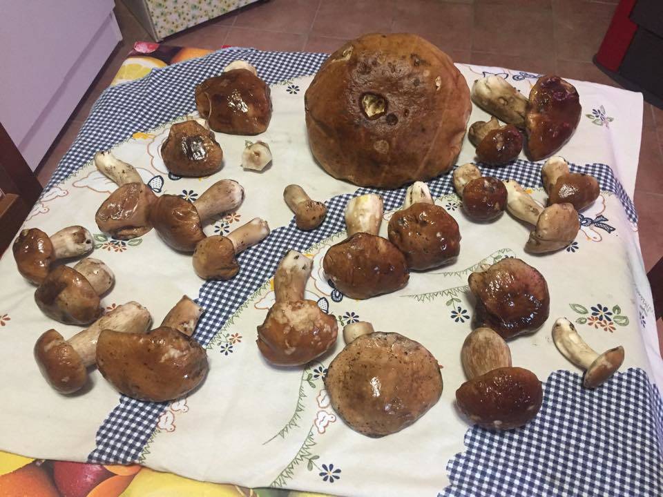 Funghi da record