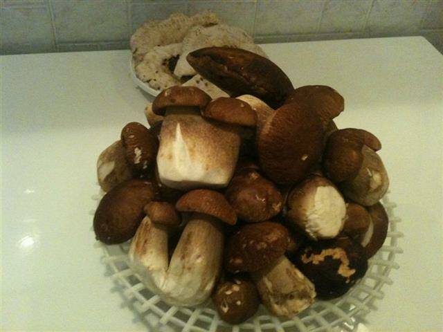 funghi piatto 1