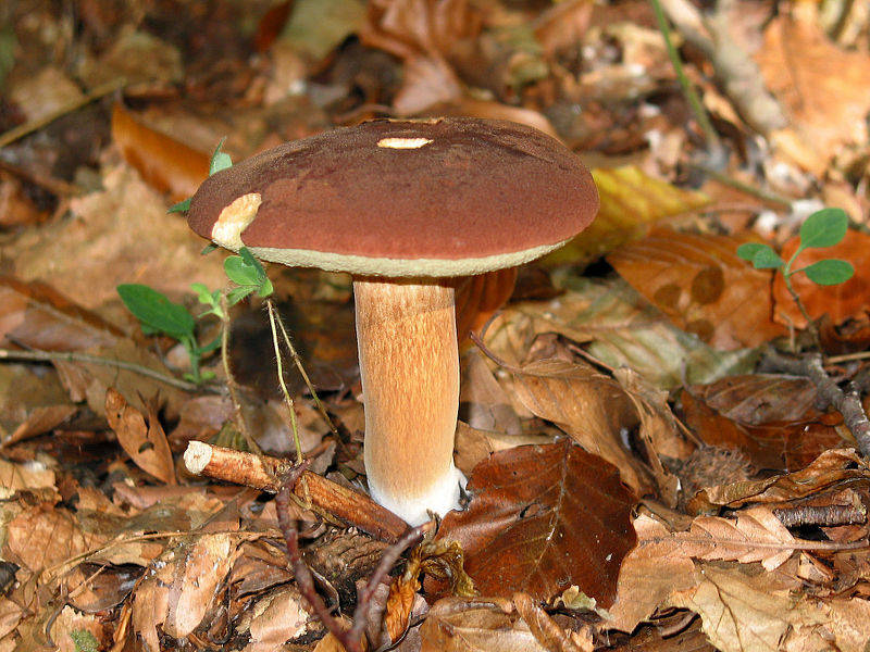 I funghi commestibili in provincia di Varese