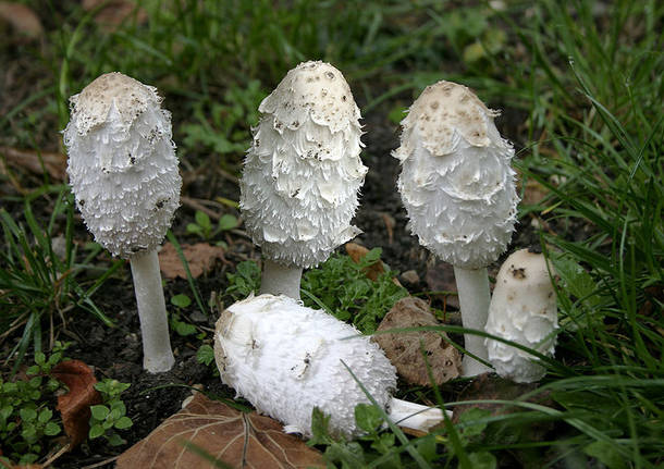 I funghi commestibili in provincia di Varese