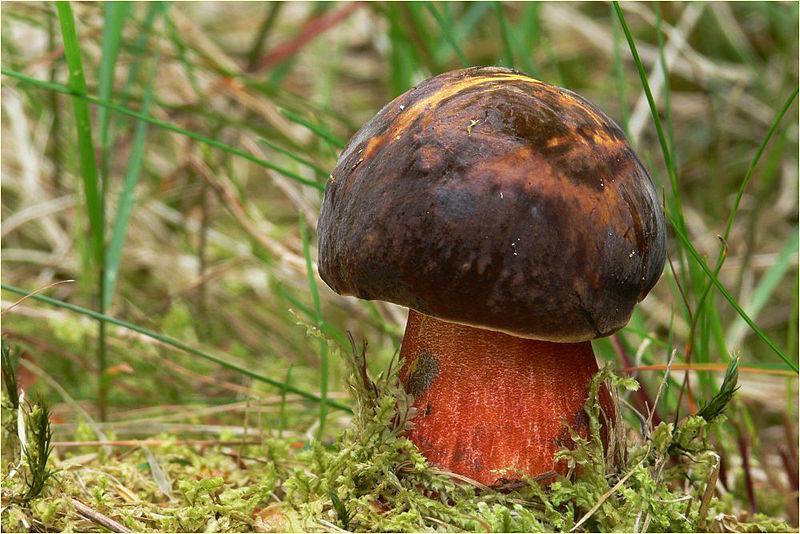 I funghi commestibili in provincia di Varese