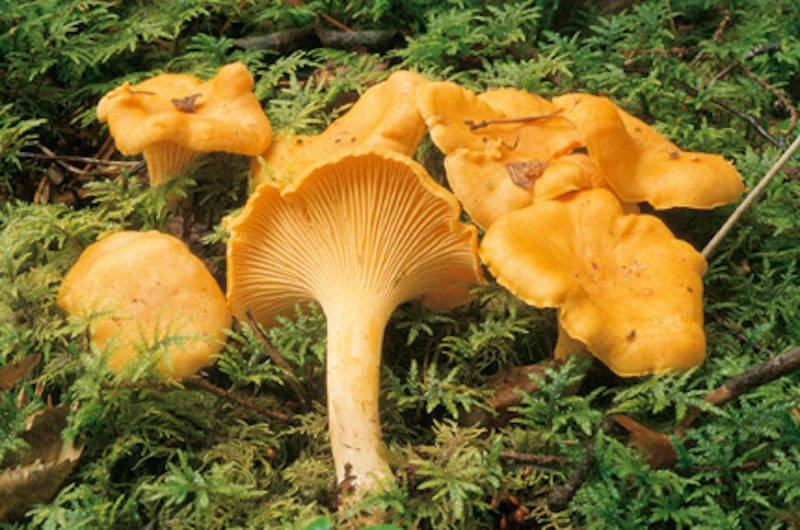 I funghi commestibili in provincia di Varese
