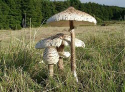 I funghi commestibili in provincia di Varese