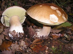 I funghi commestibili in provincia di Varese