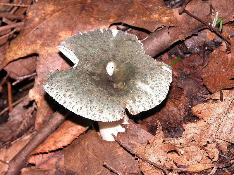 I funghi commestibili in provincia di Varese