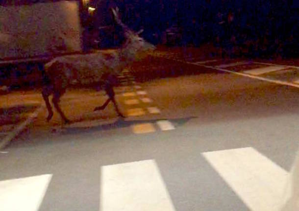 Il cervo a Gallarate